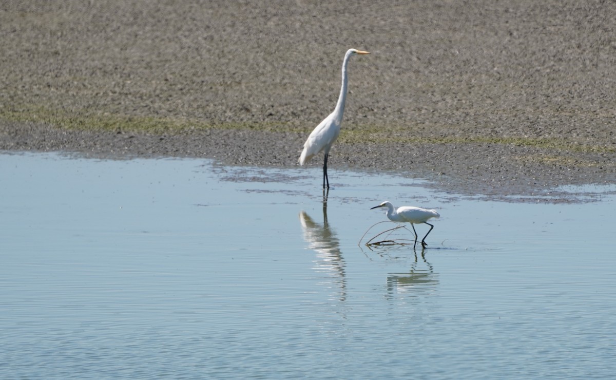 Snowy Egret - ML641270195