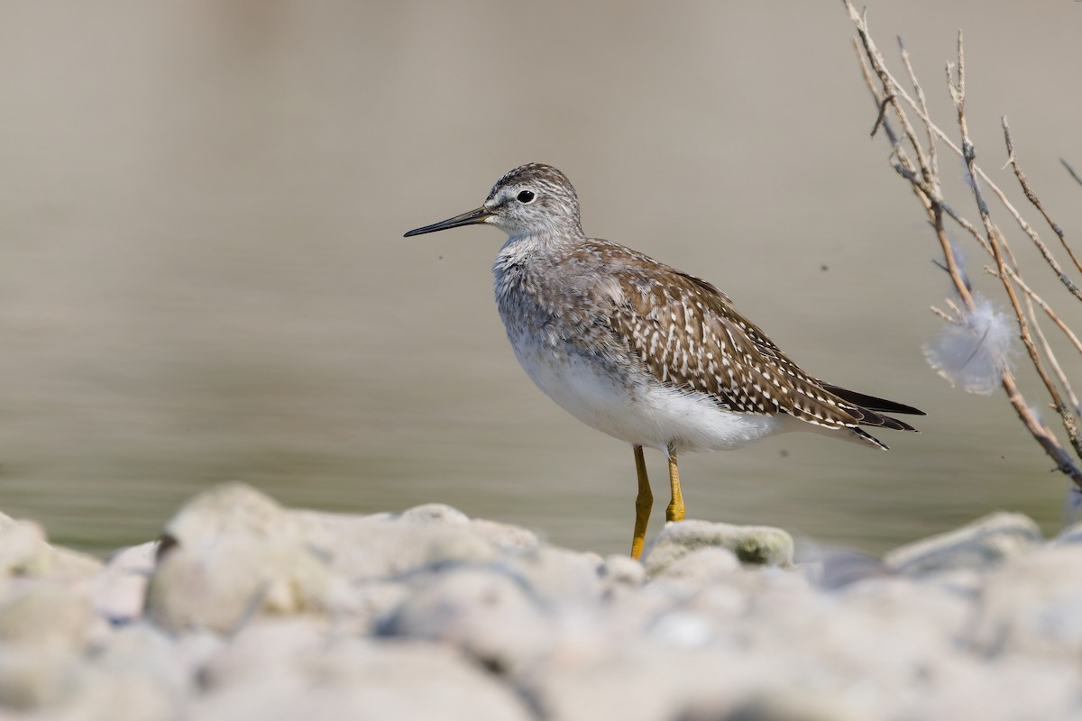 Lesser Yellowlegs - ML641270206
