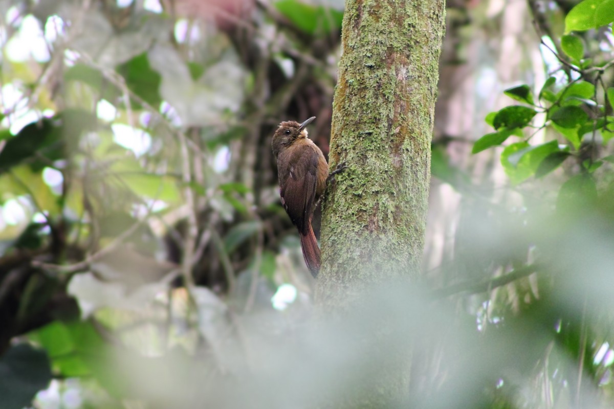 Plain-winged Woodcreeper - ML641270220