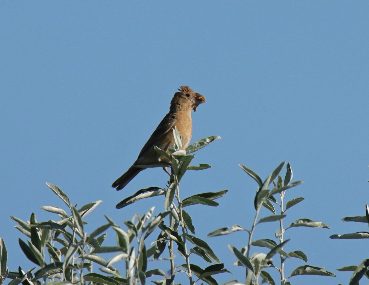 Blue Grosbeak - ML641270222