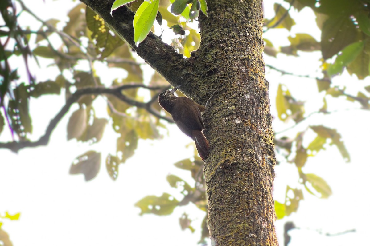 White-throated Woodcreeper - ML641270255