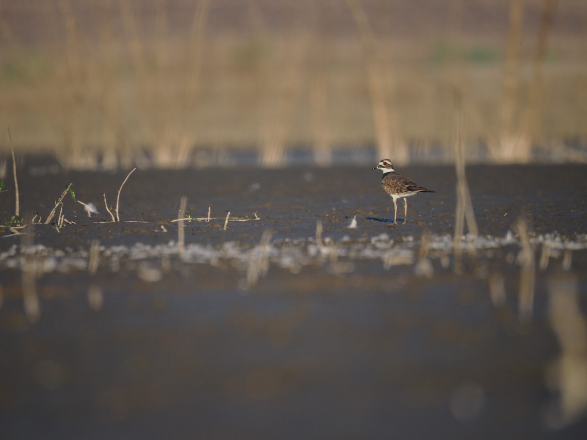 Killdeer - ML641270287