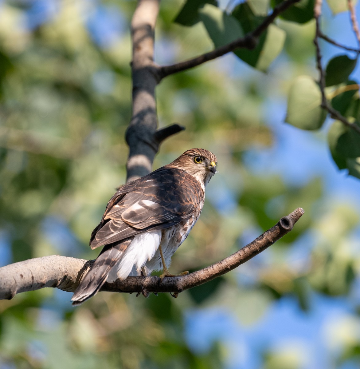 Sharp-shinned Hawk (Northern) - ML641270291