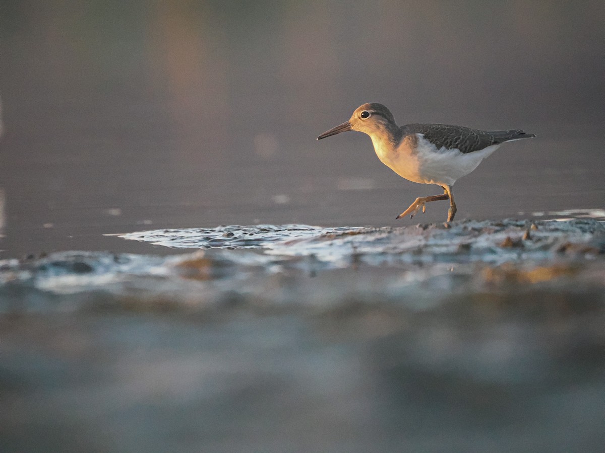 Spotted Sandpiper - ML641270292