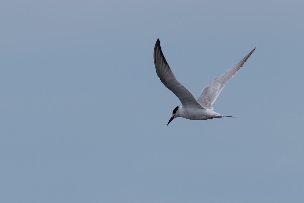 Forster's Tern - ML641270293