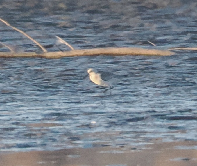 Sanderling - ML641270296