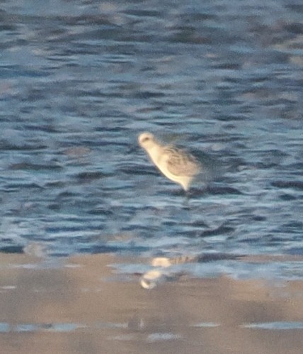 Sanderling - ML641270299