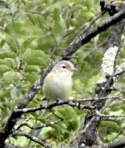 Warbling Vireo - ML641270301