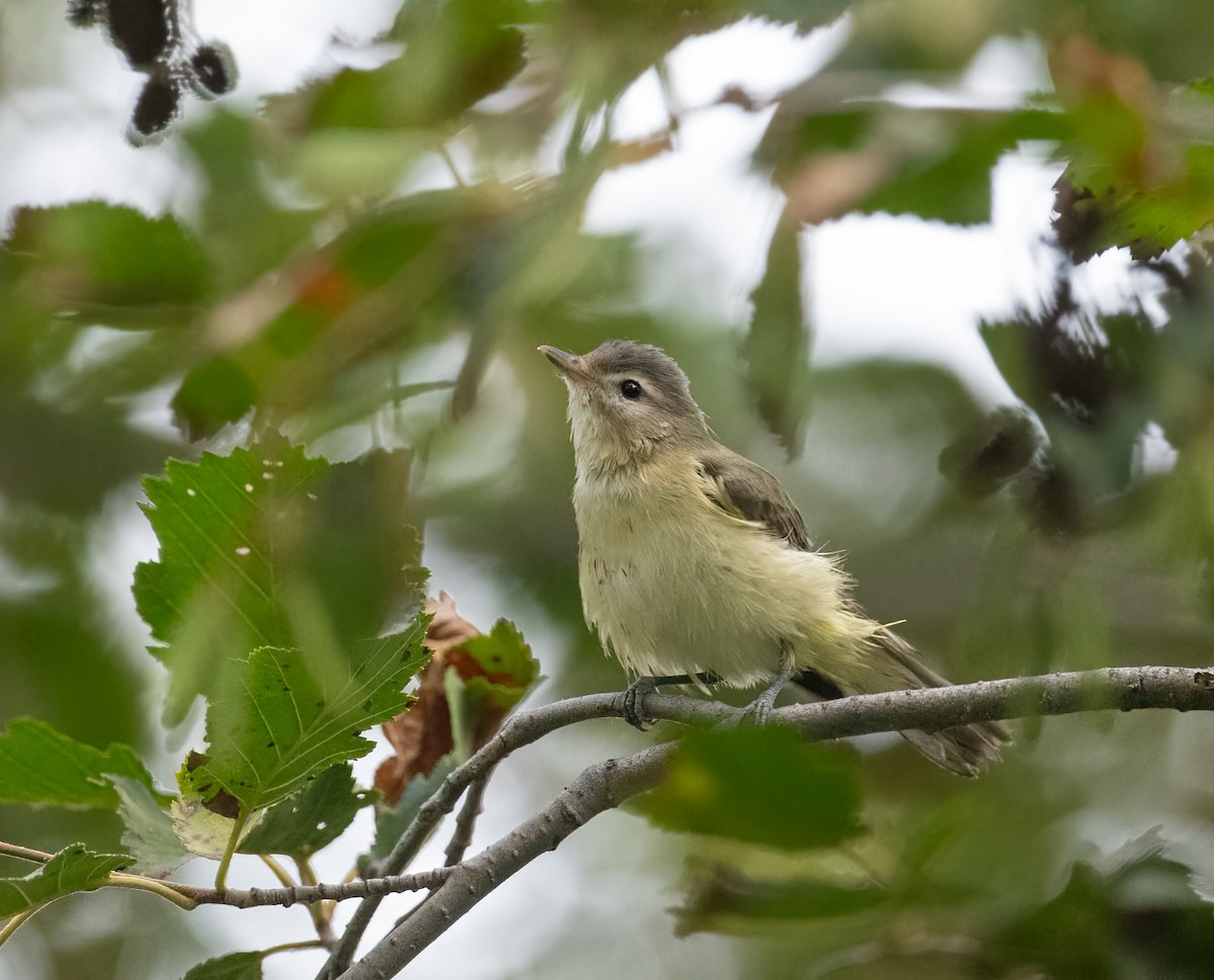 Western Warbling Vireo - ML641270308