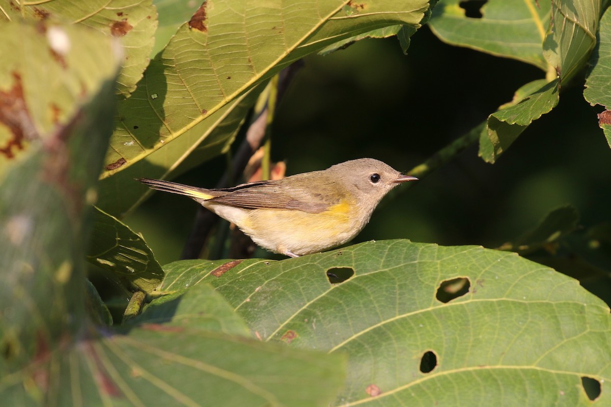 American Redstart - ML641270312
