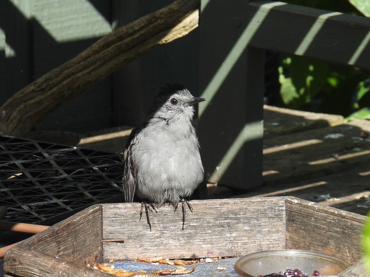 Gray Catbird - ML641270318