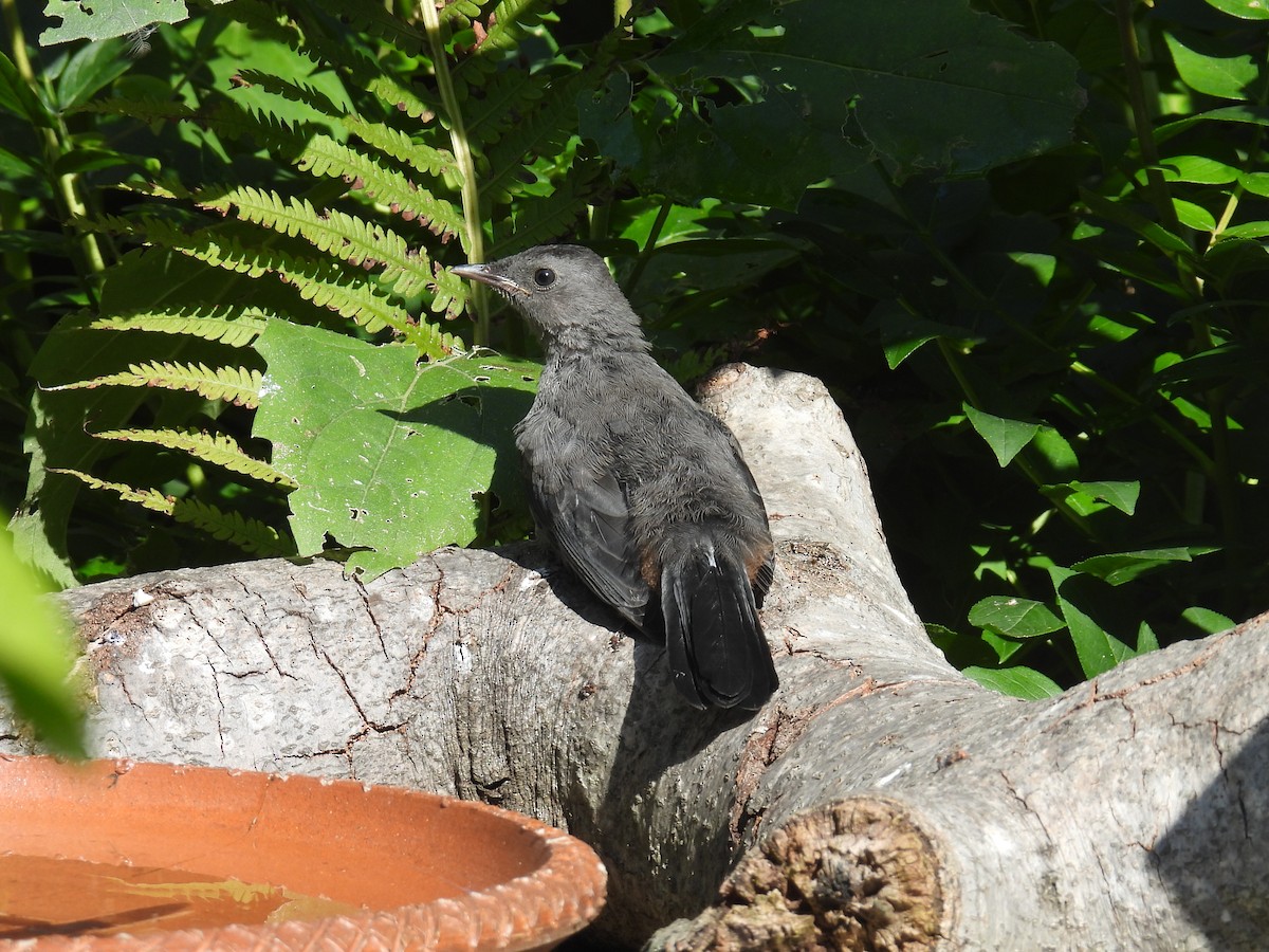 Gray Catbird - ML641270320