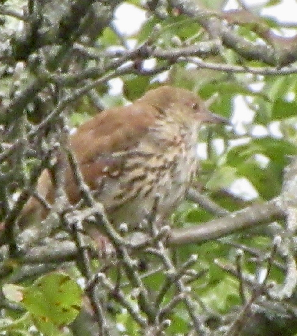 Brown Thrasher - ML641270323