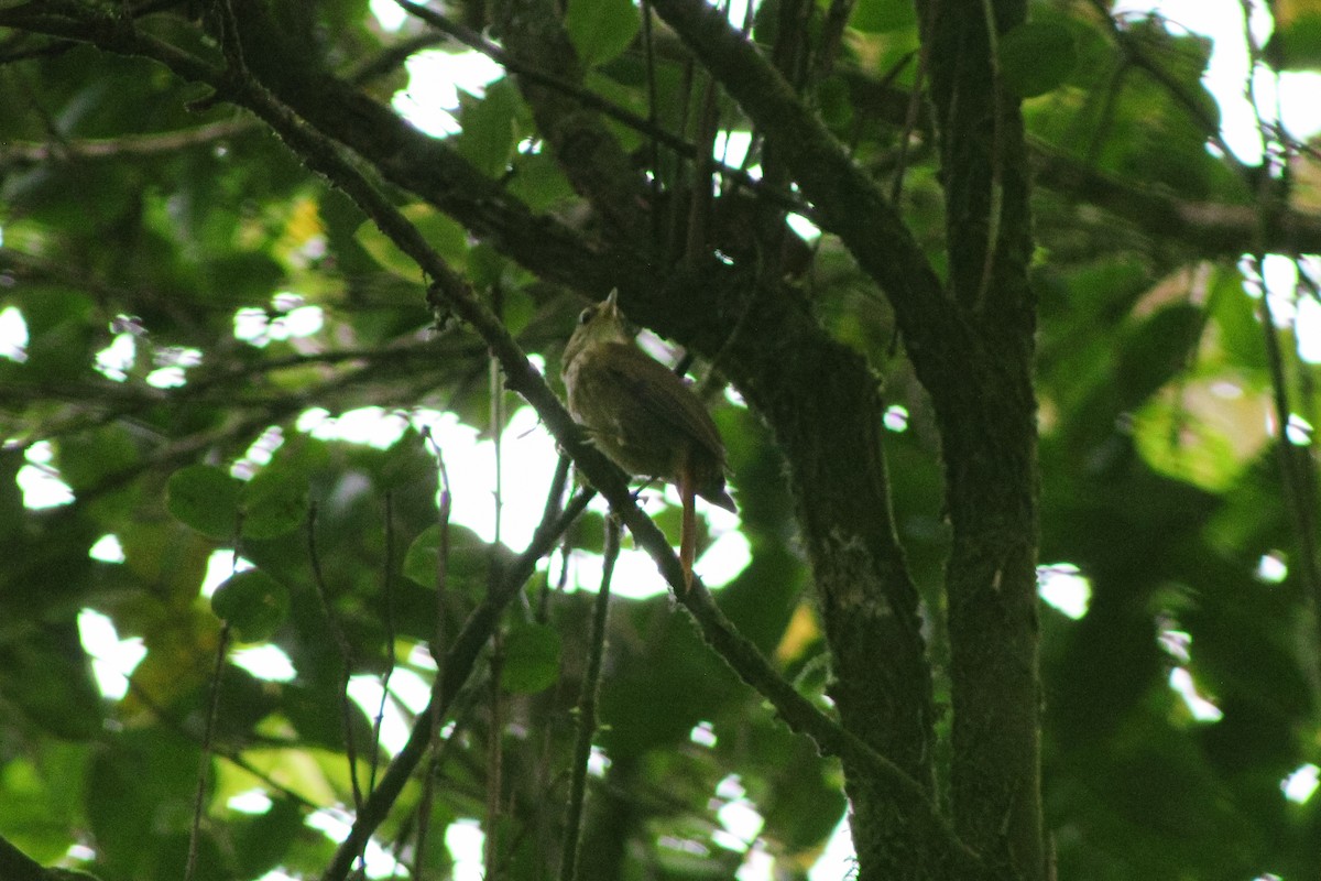 White-browed Foliage-gleaner - ML641270328
