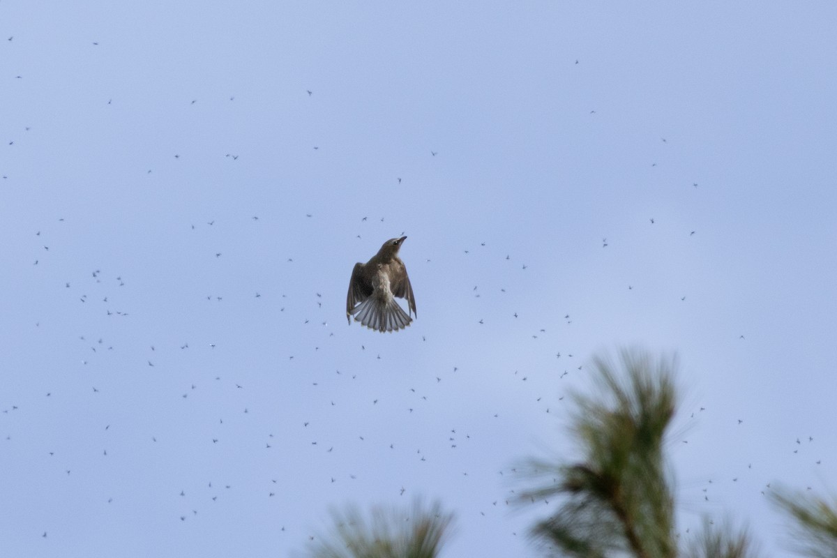 Cedar Waxwing - ML641270331