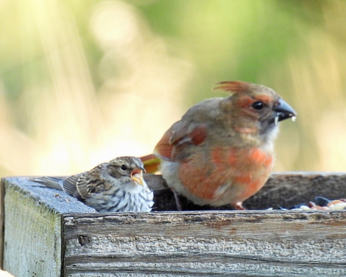 Chipping Sparrow - ML641270336