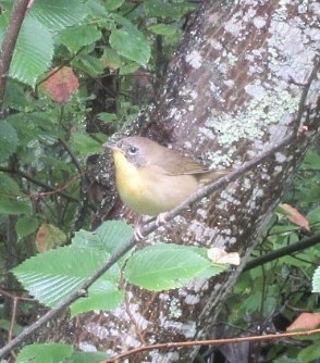 Weidengelbkehlchen - ML641270343