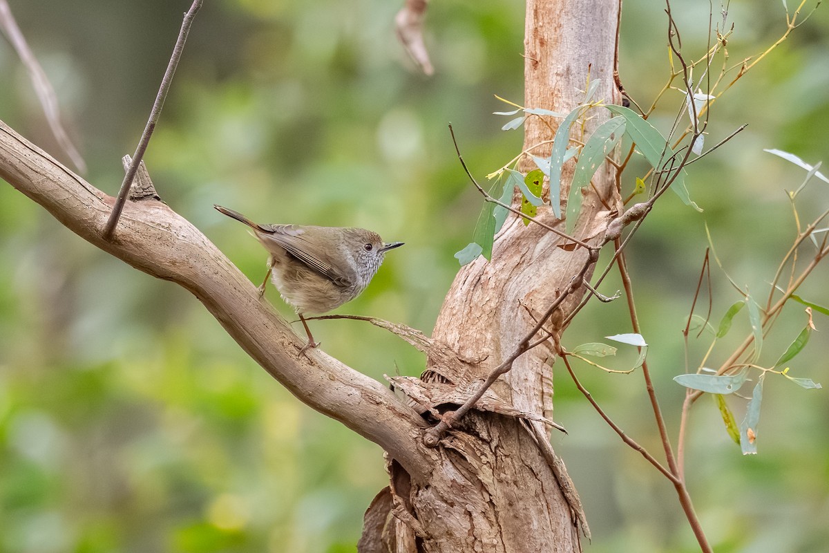Brown Thornbill - ML641270345