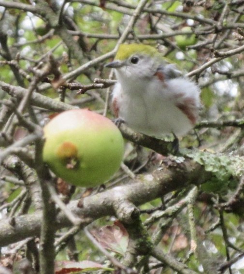 Chestnut-sided Warbler - ML641270417