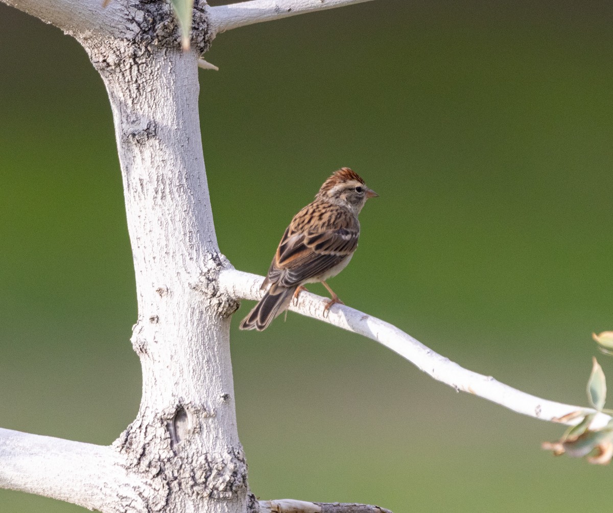 Chipping Sparrow - ML641270433