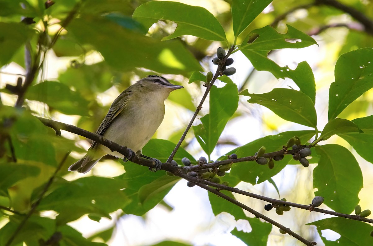 Red-eyed Vireo - ML641270468