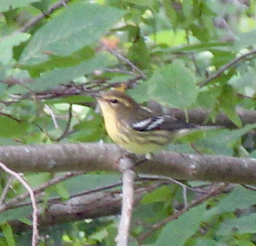 Blackburnian Warbler - ML641270530