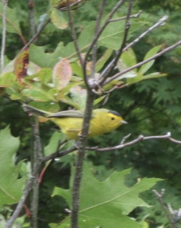 Wilson's Warbler - ML641270539
