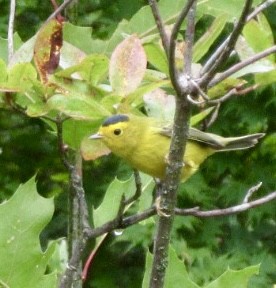 Wilson's Warbler - ML641270540