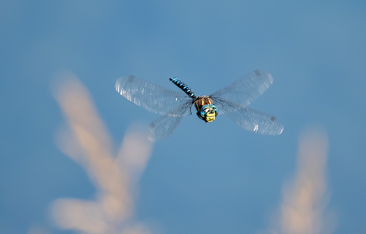 Animals - ML641270548