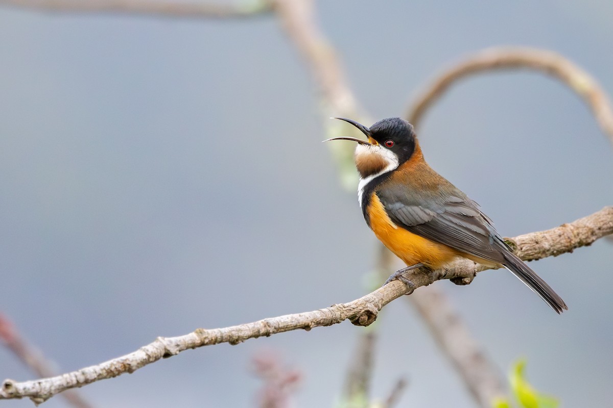 Picoespina Oriental - ML641270551