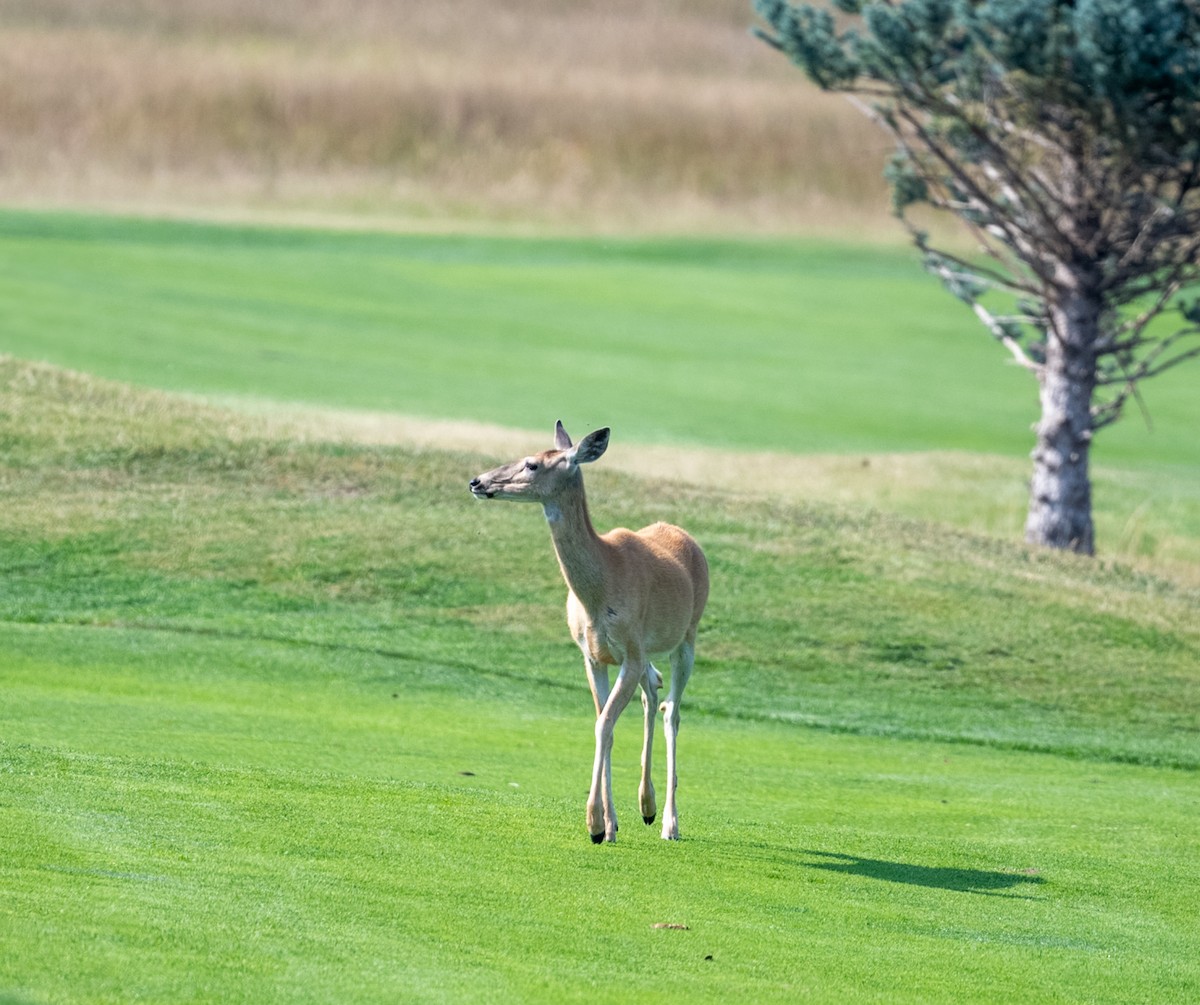 Animals - ML641270552