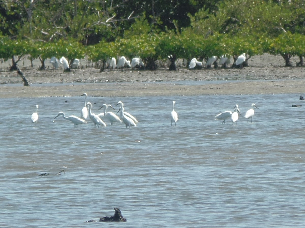 Snowy Egret - ML641270556