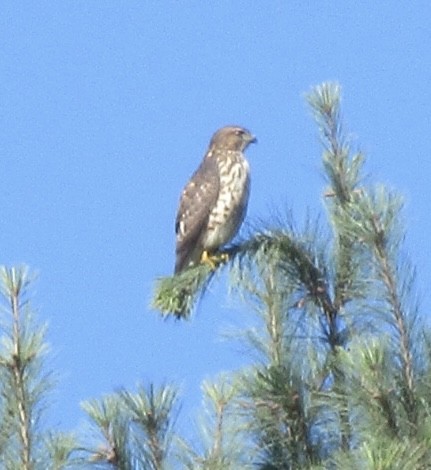 Broad-winged Hawk - ML641270566