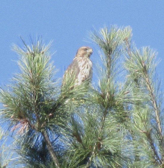 Broad-winged Hawk - ML641270567