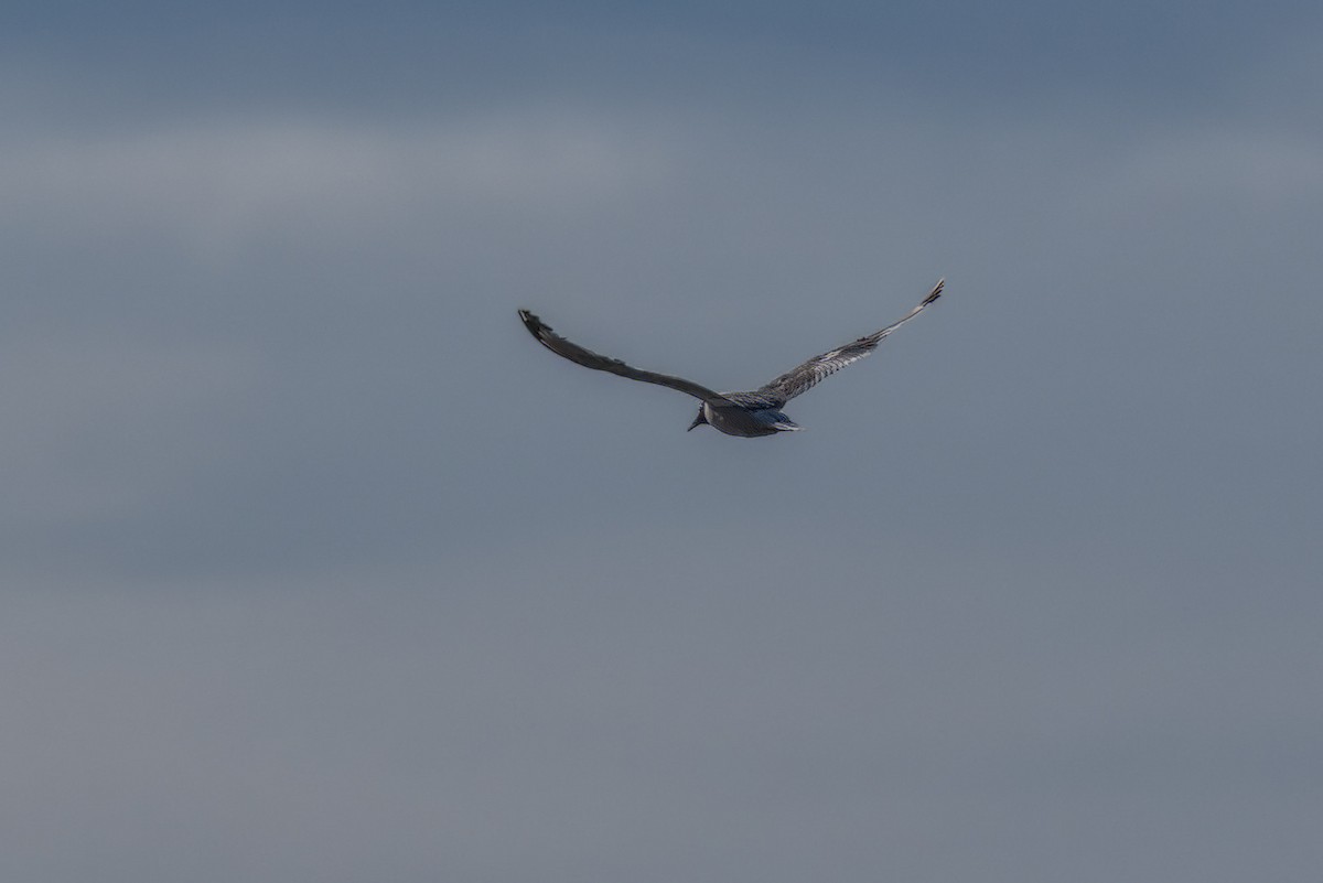 Franklin's Gull - ML641270582