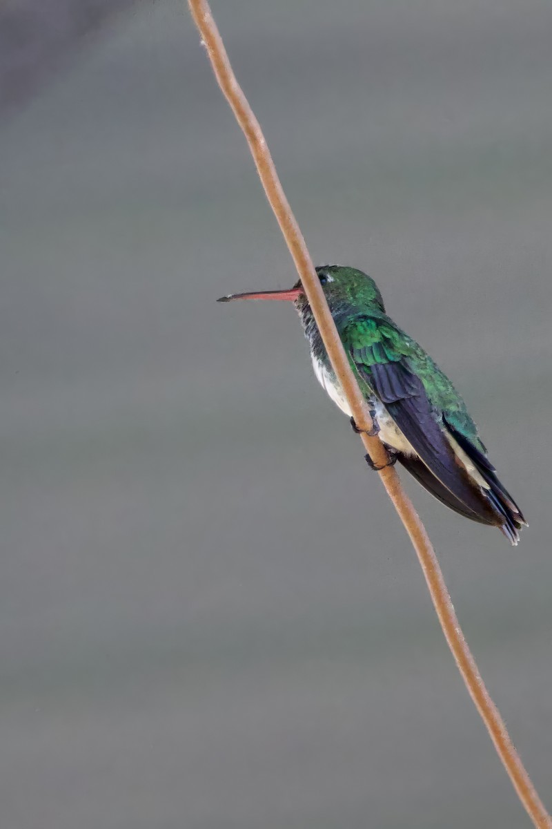 Glittering-throated Emerald - ML641270596