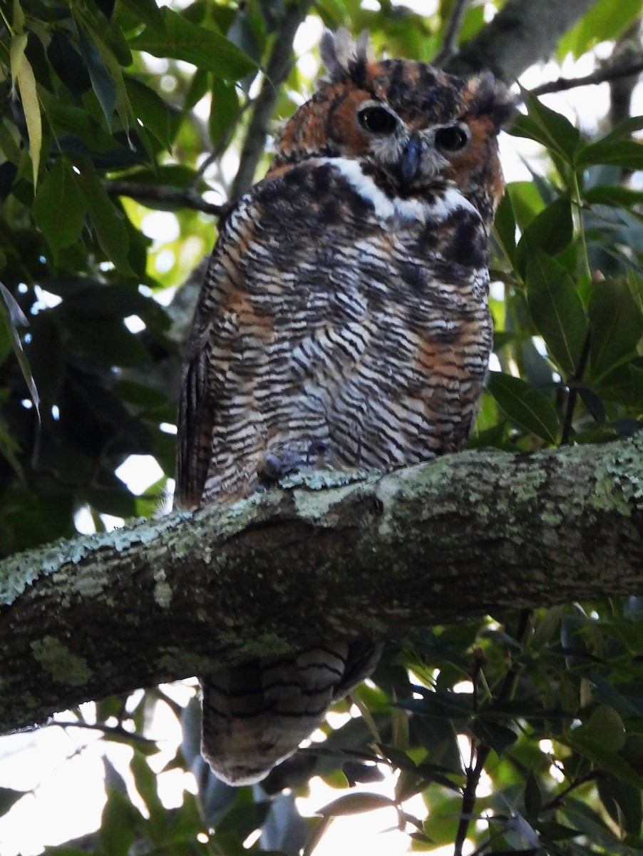 Great Horned Owl - ML641270598