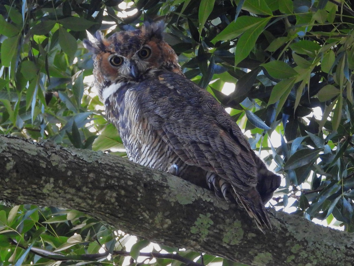 Great Horned Owl - ML641270599