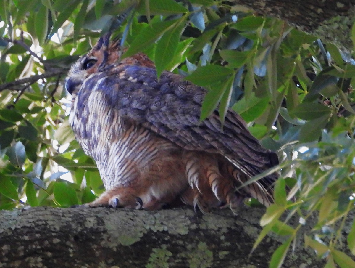 Great Horned Owl - ML641270600