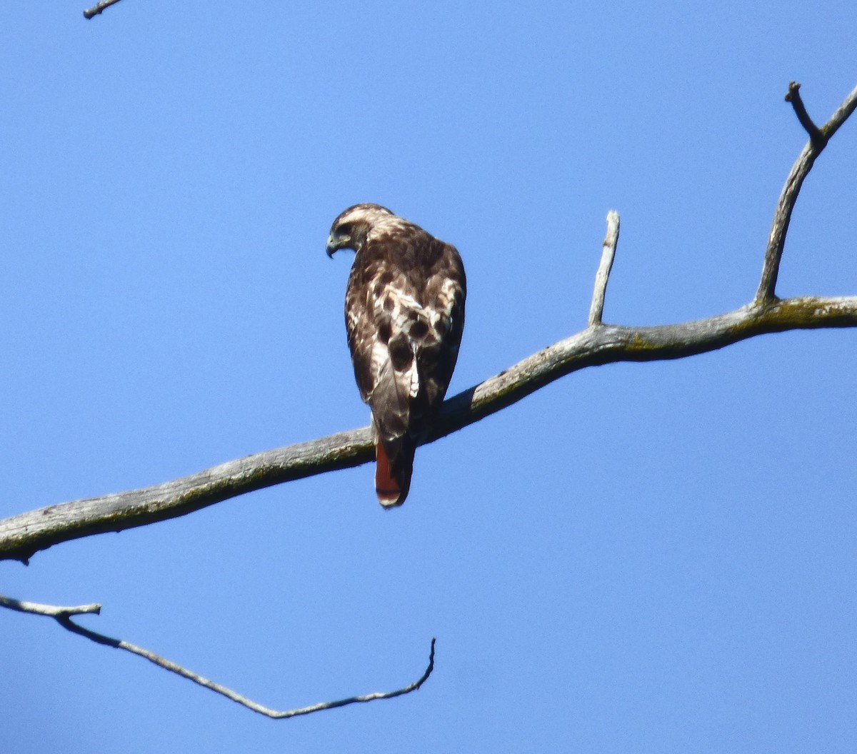 Red-tailed Hawk - ML641270614