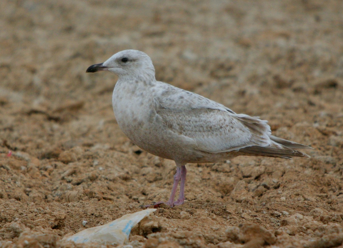 Slaty-backed Gull - ML641270632