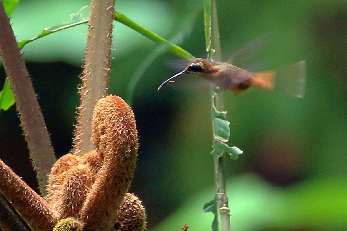 Stripe-throated Hermit - ML641270633