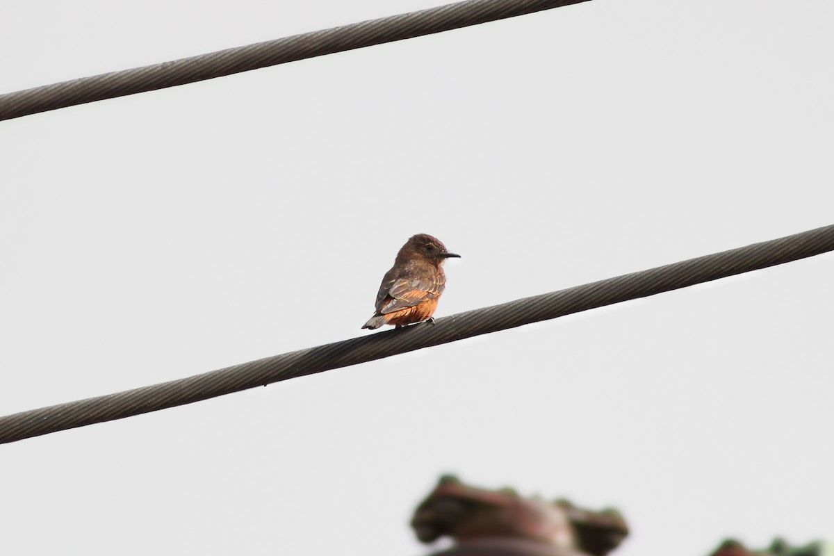Cliff Flycatcher - ML641270634