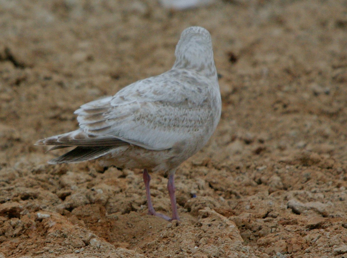 Slaty-backed Gull - ML641270635