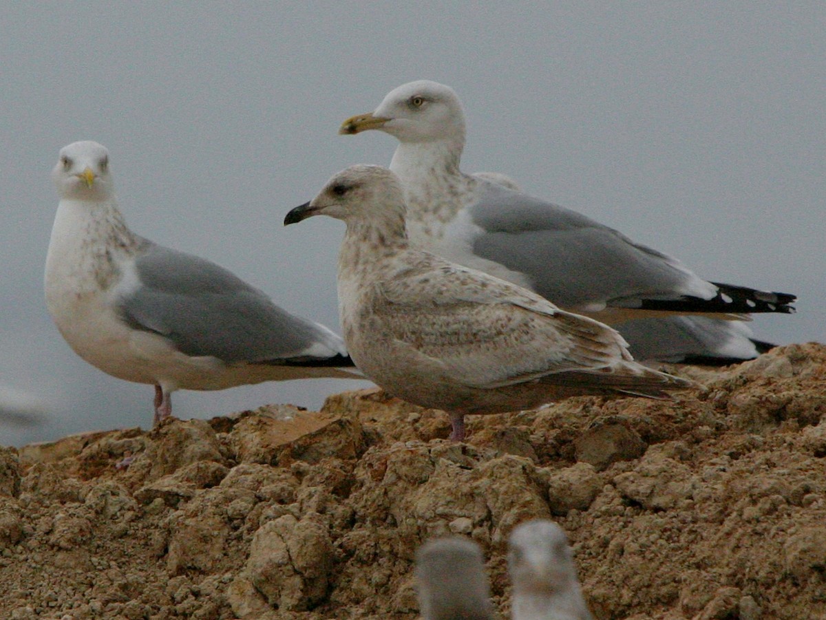 Slaty-backed Gull - ML641270637