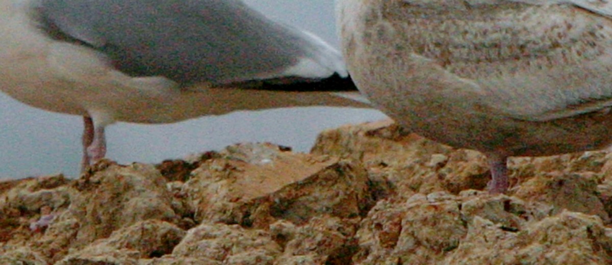 Slaty-backed Gull - ML641270650