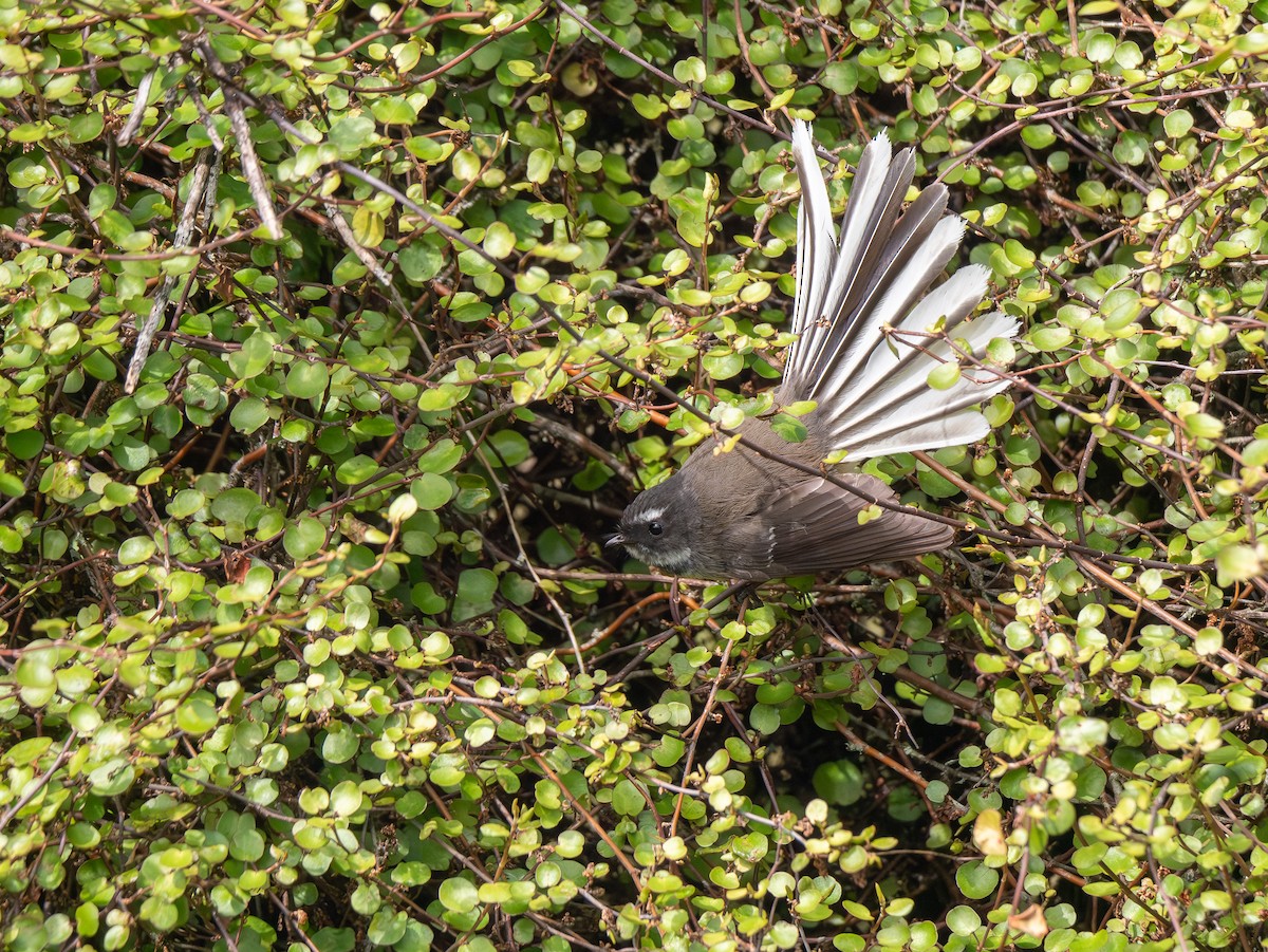 New Zealand Fantail - ML641270651