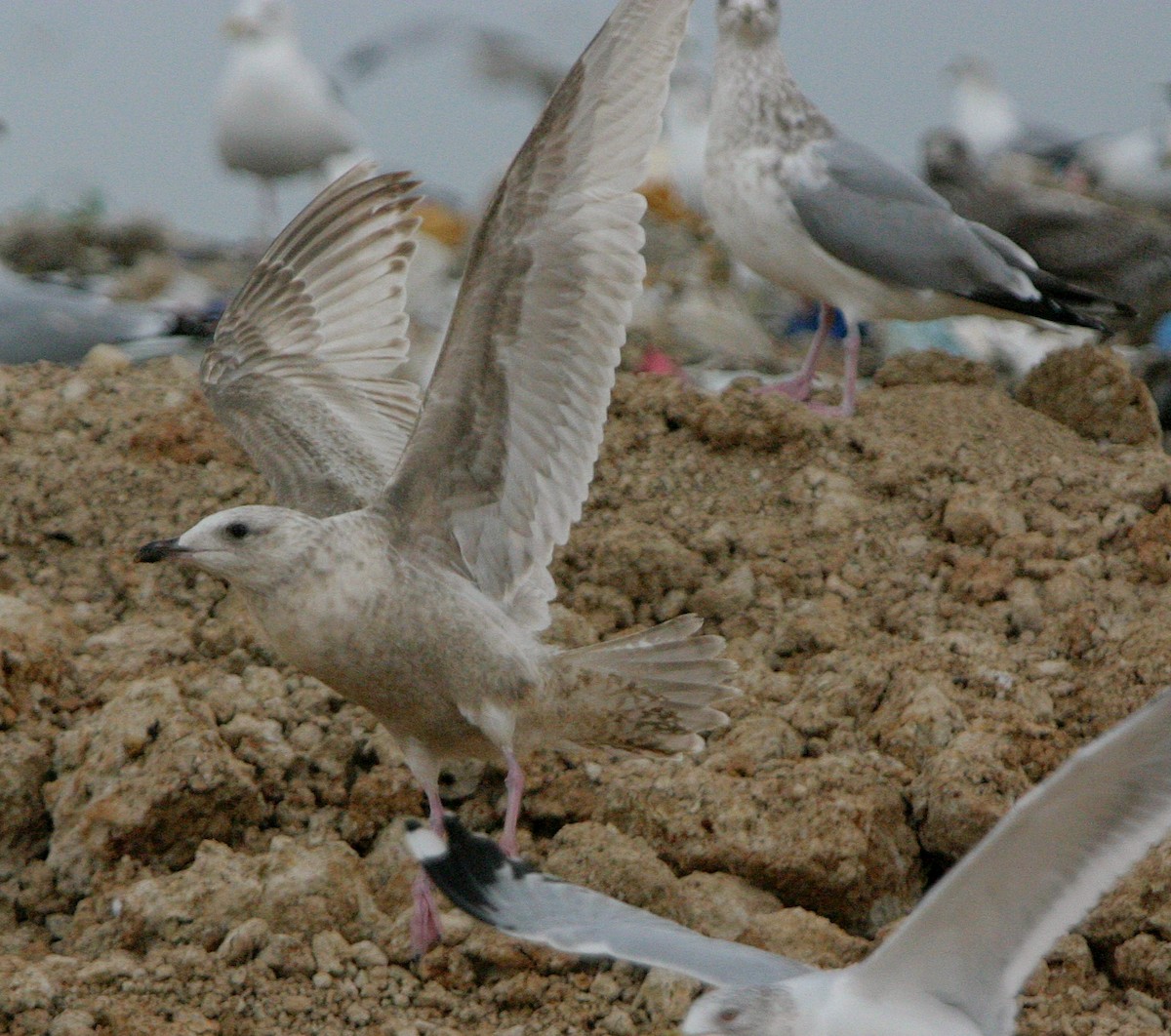 Slaty-backed Gull - ML641270668