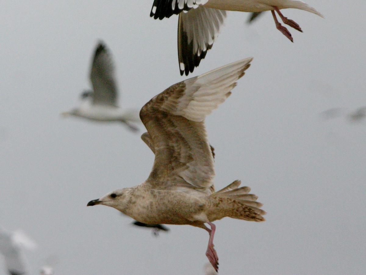 Slaty-backed Gull - ML641270671