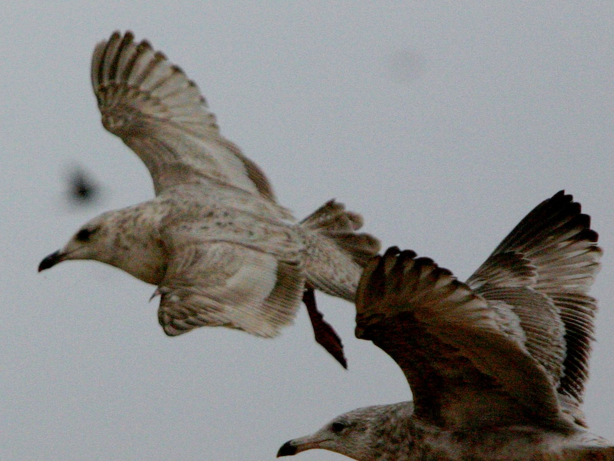 Slaty-backed Gull - ML641270676